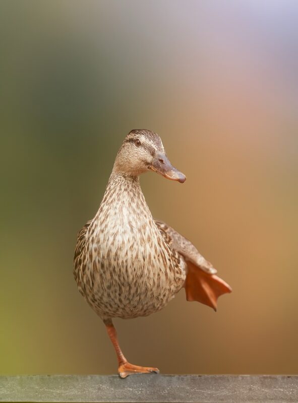A duck balancing perfectly on one leg